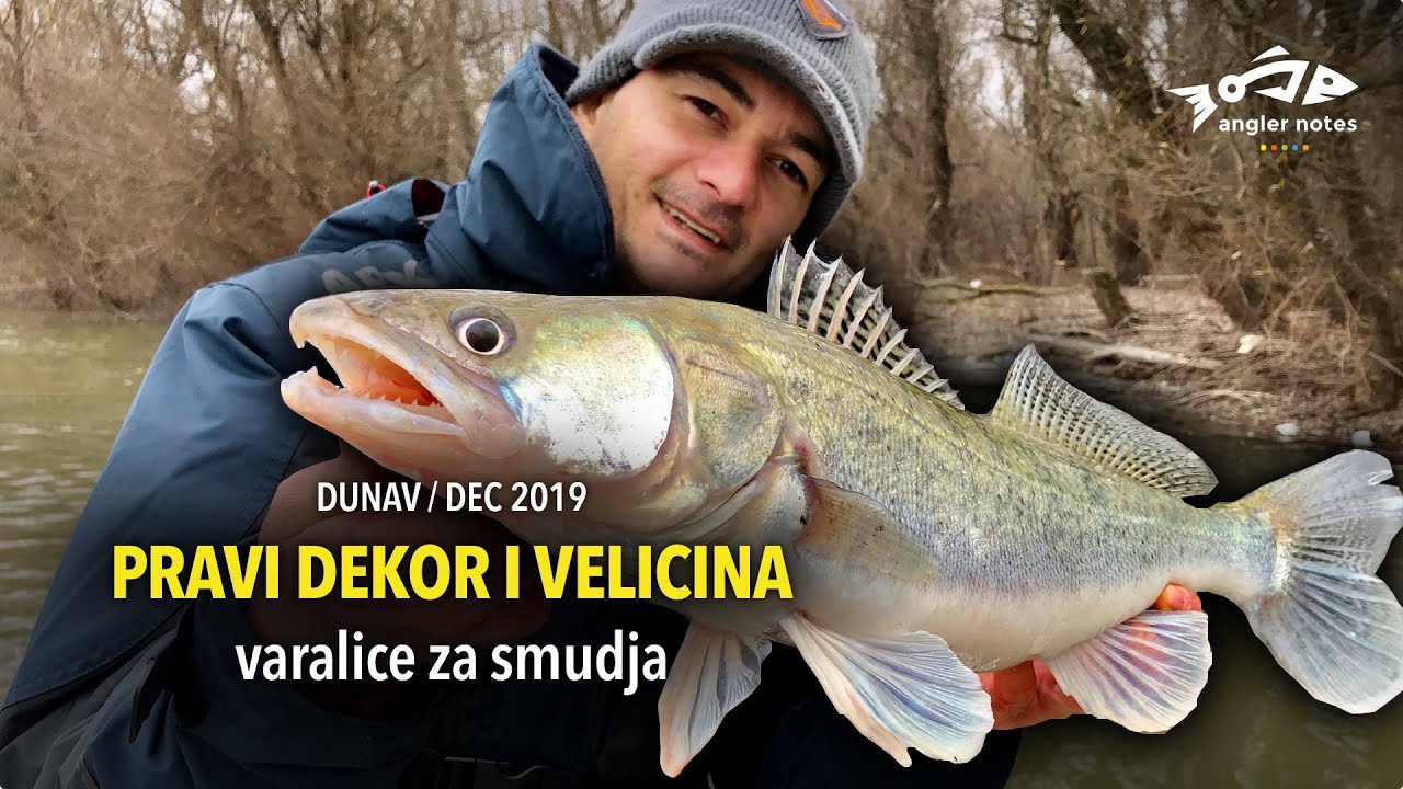 Varalicarenje smudja - Zimski porast vode, dekor i velicina varalice / Winter spinning for zander