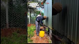 how to treat and protect your poultry farm the African way!🤣