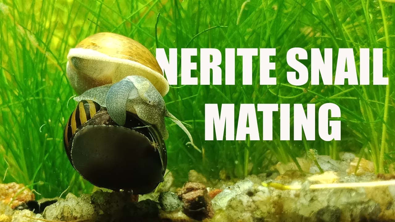 Nerite Snail MATING With Lymnae Peregra
