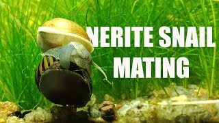 Nerite Snail Mating With Lymnae Peregra