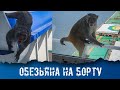 Обезьяна на борту