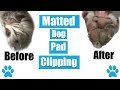 Clipping Matted Dog Pads | Tutorial
