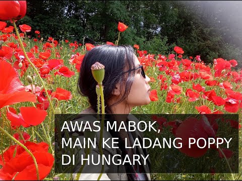 Video: Apakah bunga poppy disebutkan dalam Alkitab?