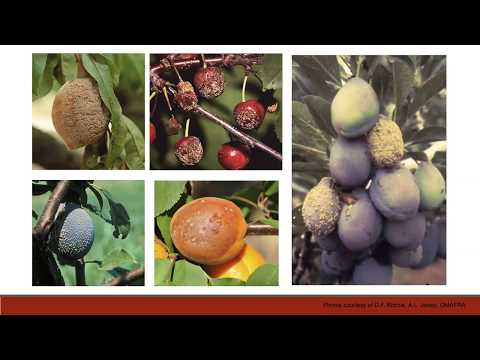 Video: Gray Rot Of Stone Fruit Crops