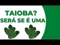 Vocês sabem me dizer se isso é Taioba?