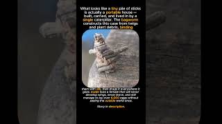 She Built Her House And Never Left