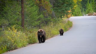 Grizzly Bear Management