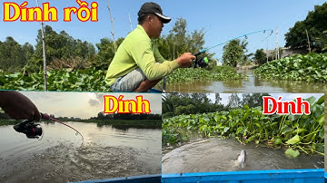 Câu Cá Tra Sông Trúng Con Nước Quăng Mồi Kiểu Gì Cũng Ăn /Định Nguyễn Hậu Giang