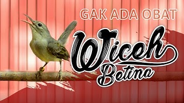 TEMBAKAN PEDAS WICEH BETINA
