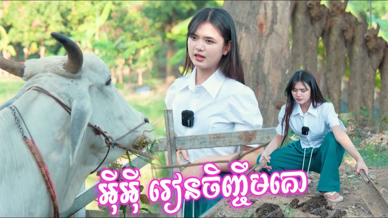 អុីអុី រៀនចិញ្ចឹមគោ😄Funny Video