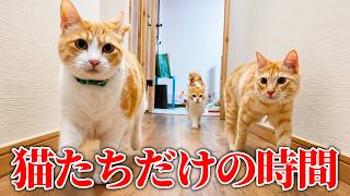 子猫たちが先輩猫に遊んでもらっていたので隠しカメラを置いてみたら…。微笑ましすぎて口角がぶち上がりましたwww