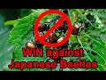 Japanese Beetle Control - How I Finally WON 🪲☠️