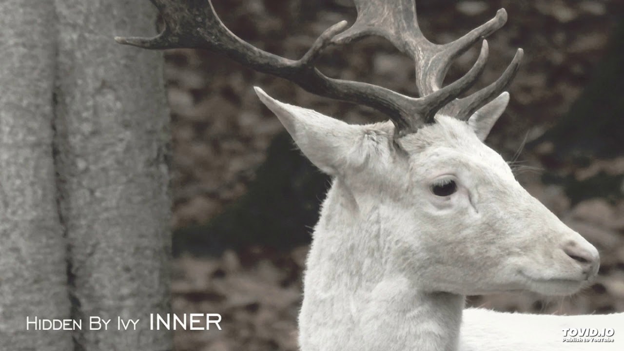 Watch Hidden By Ivy - The Rainmaker (2019) on YouTube Watch Hidden By Ivy - The Rainmaker (2019) on YouTube