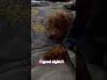 #cutepet #cuteanimal #haveitoldyoulatelythatiloveyou #puppy #toypoodle #animal #cute #cutepet #puppy