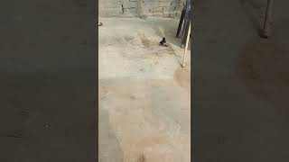 My Village Beautiful Nature Video