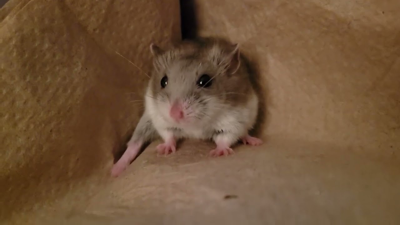 INSANELY FLEXIBLE HAMSTER STICKS HER LEG OUT SUPER FAR (ANATOMICAL MYSTERY)