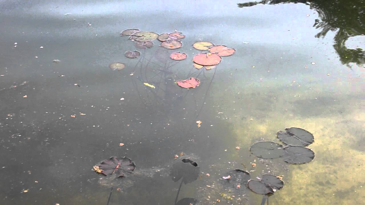кувшинки в пруду - YouTube