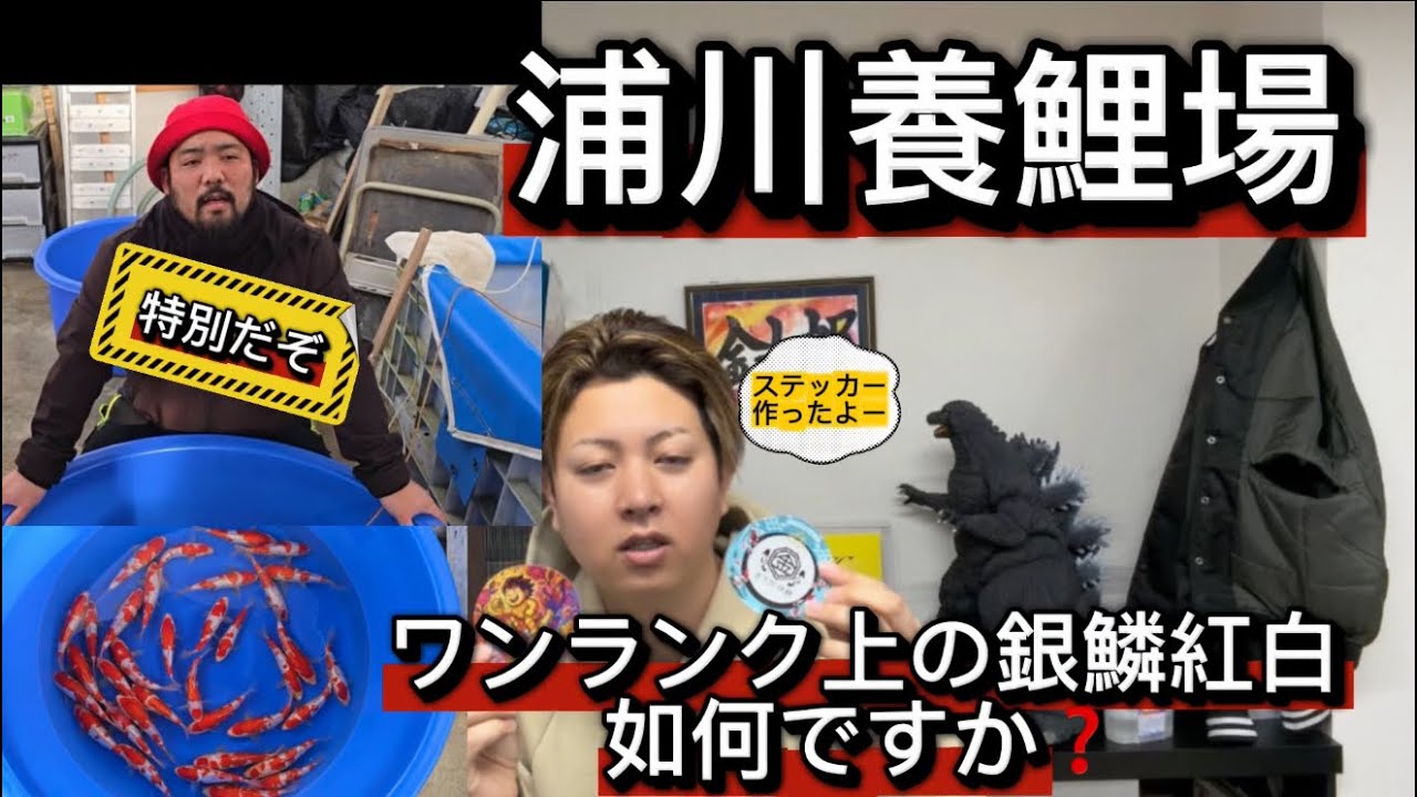 【金太郎錦鯉】　超幸せ・・・銀鱗好きにはたまらんわ。