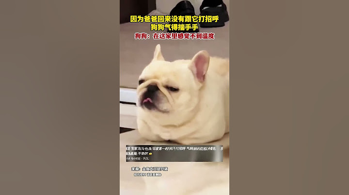 因為爸爸回來沒有跟它打招呼狗狗氣得揣手手狗狗：在這家裡感覺不到溫度