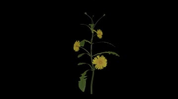 Procedural Plants - NotARealDandelion