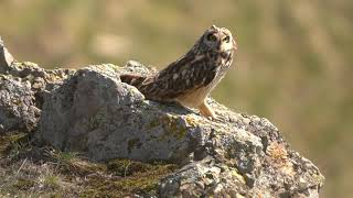 Podisul Nord Dobrogean