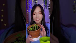 ASMR Update du basilic 🪴🌱🌿🪏 #asmr