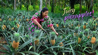 Golden Pineapples from my brothers pineapple field, time to make tasty Delicacies| Traditional Me