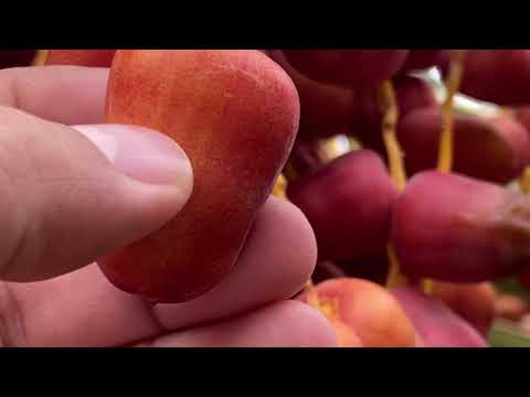 التعريف بنخلة الشقرا م منصور المحمدي Shagra Plam Tree The Blonde