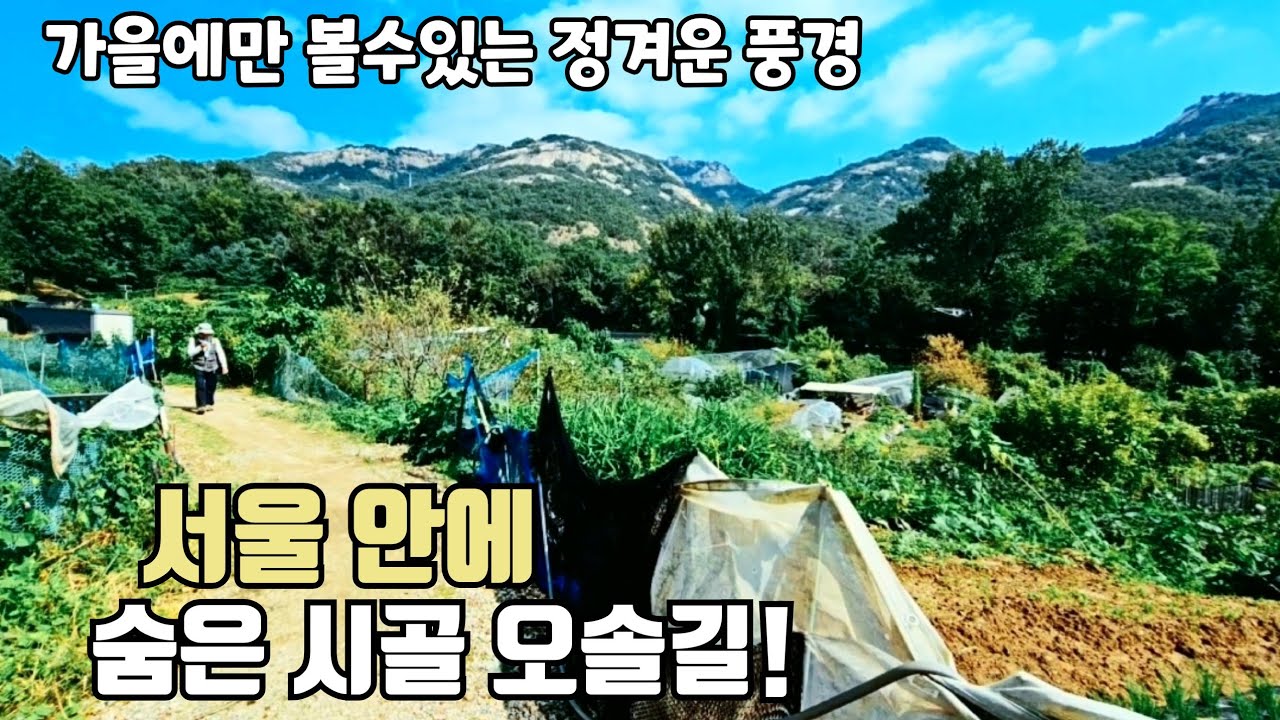 🌴 서울에서 시골 풍경을 감상 하면서 걷는 오솔길!     🚈 지하철역에서 바로 시작    Autumn rural scenery in Seoul