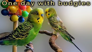 One day with budgies / Один день с волнистыми попугайчиками