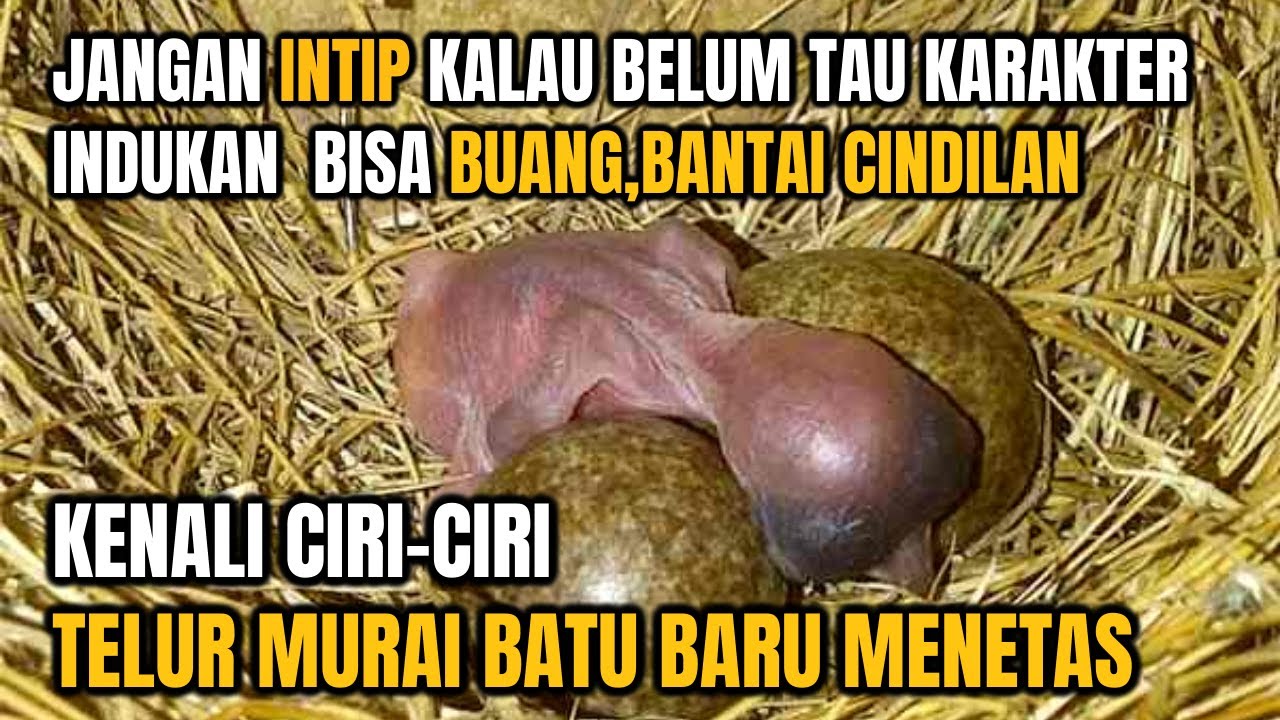 CIRI-CIRI TELUR MURAI BATU MENETAS