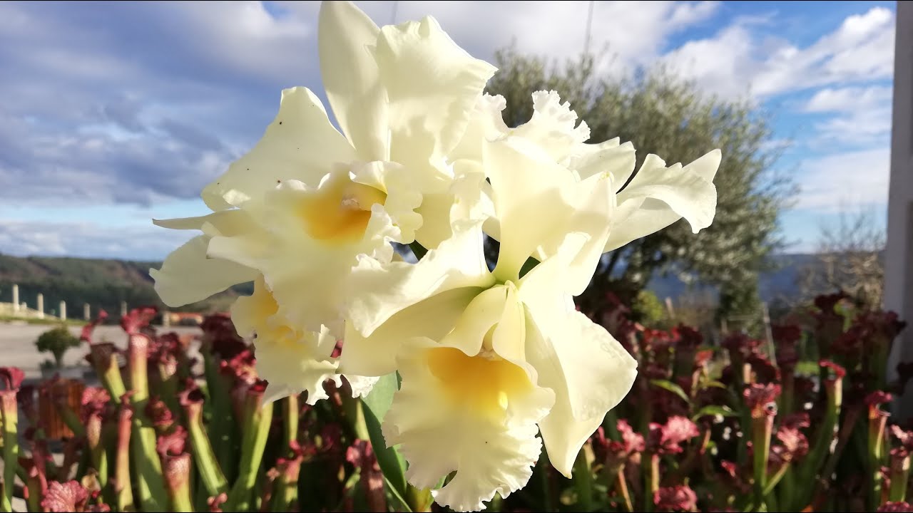 Cómo cuidar Cattleyas y hacer que Florezcan Fácilmente