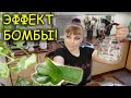 Сок Алоэ - эффект просто бомба! Cока АЛОЭ для реанимации и восстановления КОМНАТНЫХ РАСТЕНИЙ !