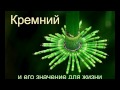 Крепкие кости! Кремний или кальций? Как восполнить недостаток кремния в организме