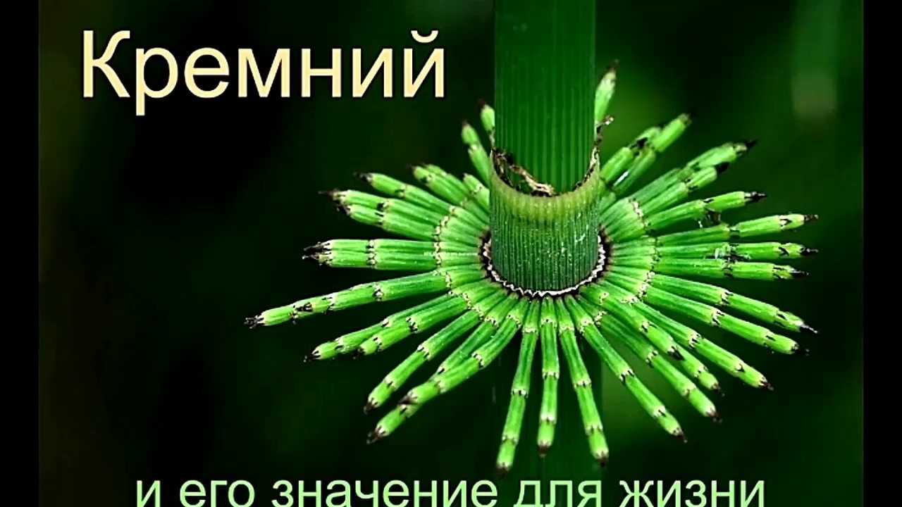 Крепкие кости! Кремний или кальций? Как восполнить недостаток кремния в организме