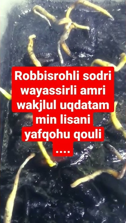 Robbisrohli sodri wayassirli amri wakjlul uqdatam min lisani yafqohu qouli -ngajisebentar