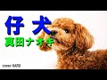 「仔犬」真田ナオキ 吉幾三作詞作曲。 cover HARU