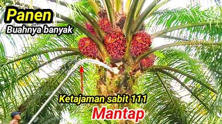Download Lagu Panen Sawit Unggul Buah Banyak,Sabit Tajam Cepat Dapat Ton, Sungguh Menyenangkan MP3 Download Lagu Panen Sawit Unggul Buah Banyak,Sabit Tajam Cepat Dapat Ton, Sungguh Menyenangkan MP3
