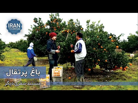     سفری دیگر باغ پرتقال