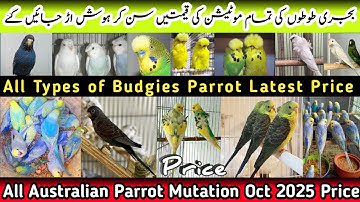 All Budgies Parrot Mutation Price Oct 2025 | بجری  کی تمام موٹیشن کی قیمتیں سن کر ہوش اڑ جائیں گئے