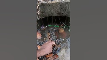 Unclogging Culvert Drain #unclog #drain #remove #culvert #shorts