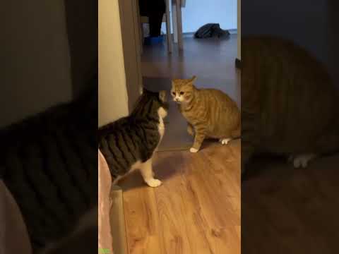 Cat videos 🐱 Try not To laugh 🥰 # Episode 7943