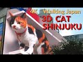 新宿東口 巨大猫 クロス新宿ビジョン　3D huge CAT SHINJUKU Tokyo Japan