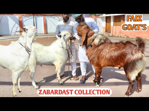 Zabardast Malwa Kota