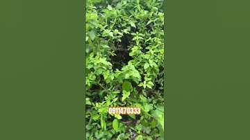 Đất nền giá ngợp tại TP Mỹ Tho, Tiền Giang #bdstiengiang #datnengiare #tongtuanh