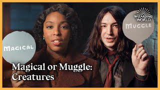 Magical or Muggle: Creatures | Fantastic Beasts: The Secrets of Dumbledore
