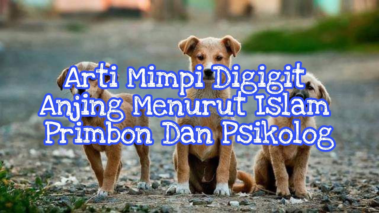 9+ Arti Mimpi Dikejar Anjing Dan Ular