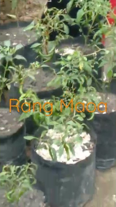 Harga Cabe Mahal Cuy.....!!!