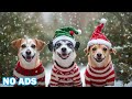 12 Hours of Calming Music for Dogs 🐶 Relaxing Music for Dogs Home Alone to Relax 🎵 No Ads
