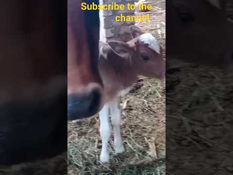 Baby caw